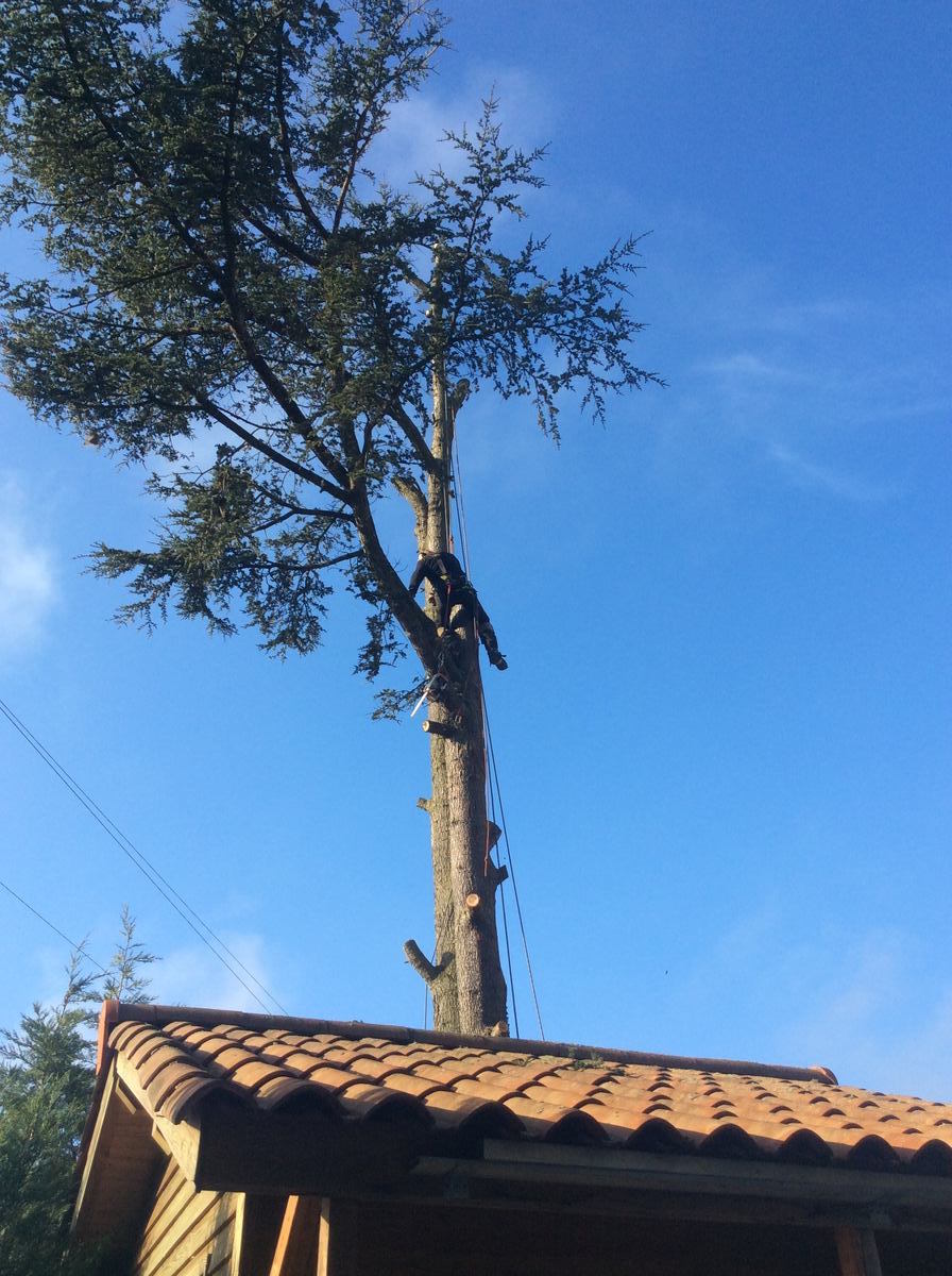 Trévoux 01600 Abattage par rétention d’un cèdre Trévoux 01600 Abattage par rétention d'un cèdre